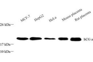 Western blot analysis of CGA (ABIN7073436),at dilution of 1: 1500 (CGA / hCG alpha 抗体)