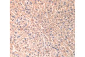 IHC-P analysis of Mouse Liver Tissue, with DAB staining. (Monoamine Oxidase B 抗体  (AA 206-505))