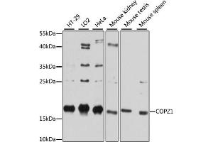 Western blot analysis of extracts of various cell lines, using COPZ1 antibody (ABIN6127709, ABIN6138892, ABIN6138893 and ABIN6215734) at 1:3000 dilution. (COPZ1 抗体  (AA 1-177))