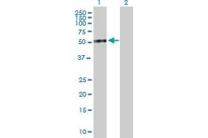 Western Blot analysis of DPP7 expression in transfected 293T cell line by DPP7 MaxPab polyclonal antibody. (DPP7 抗体  (AA 1-492))