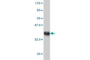 Western Blot detection against Immunogen (37. (RAB21 抗体  (AA 116-225))