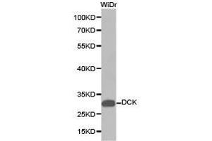 Western Blotting (WB) image for anti-Deoxycytidine Kinase (DCK) antibody (ABIN1872208) (DCK 抗体)