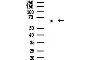 Western blot analysis of lysates from  cells(heat-shock,45 min treatment), using Cyclin L1 Antibody at 1/1000 dilution.