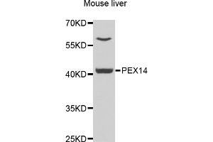 Western blot analysis of extracts of mouse liver, using PEX14 antibody (ABIN5975501) at 1/1000 dilution. (PEX14 抗体)
