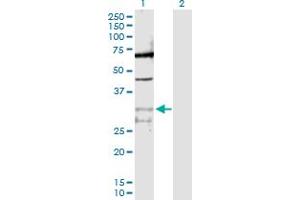 Western Blot analysis of PPIE expression in transfected 293T cell line by PPIE MaxPab polyclonal antibody. (PPIE 抗体  (AA 1-301))
