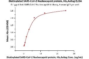 Immobilized A-CoV-2 Nucleocapsid Antibody, Human IgG1 (NUN-S41) at 1 μg/mL (100 μL/well) can bind Biotinylated SARS-CoV-2 Nucleocapsid protein, His,Avitag (ABIN6973237) with a linear range of 0. (SARS-CoV-2 Nucleocapsid Protein (SARS-CoV-2 N) (His tag,AVI tag,Biotin))