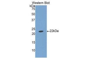 Western Blotting (WB) image for anti-Insulin-Like Growth Factor Binding Protein 1 (IGFBPI) (AA 112-262) antibody (ABIN1859303) (IGFBPI 抗体  (AA 112-262))