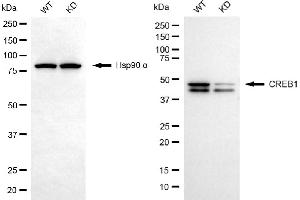 Western blotting analysis using CREB1 antibody (ABIN7797858).