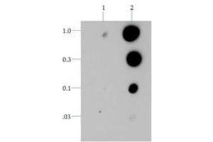 Dot Blot (DB) image for anti-Histone 3 (H3) (pThr6) antibody (ABIN5706883)