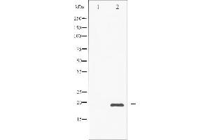 Western blot analysis of CHOP phosphorylation expression in PMA treated Jurkat whole cell lysates,The lane on the left is treated with the antigen-specific peptide. (DDIT3 抗体  (pSer30))