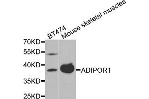 Western blot analysis of extracts of BT474 and mouse skeletal muscles cells, using ADIPOR1 antibody. (Adiponectin Receptor 1 抗体)