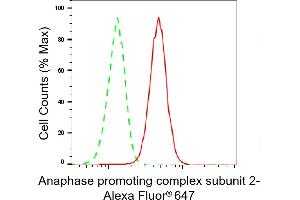 anti-Anaphase Promoting Complex Subunit 2 (ANAPC2) antibody
