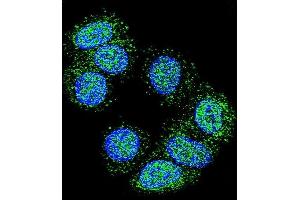 Confocal immunofluorescent analysis of EEF1A1 Antibody (C-term) (ABIN390521 and ABIN2840873) with MCF-7 cell followed by Alexa Fluor 488-conjugated goat anti-rabbit lgG (green). (eEF1A1 抗体  (C-Term))