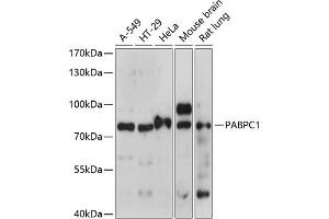 Western blot analysis of extracts of various cell lines, using P antibody (ABIN7269446) at 1:1000 dilution. (PABP 抗体  (AA 350-450))