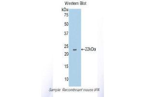 Western Blotting (WB) image for anti-Plasminogen Activator, Tissue (PLAT) (AA 359-532) antibody (ABIN1173029) (PLAT 抗体  (AA 359-532))