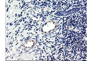 Image no. 5 for anti-Centromere Protein H (CENPH) antibody (ABIN1497471) (CENPH 抗体)