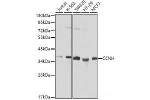 Western blot analysis of extracts of various cell lines using CCNH Polyclonal Antibody. (Cyclin H 抗体)
