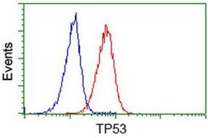 Image no. 3 for anti-Tumor Protein P53 (TP53) antibody (ABIN1499976) (p53 抗体)