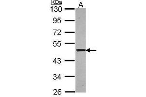 WB Image Sample (30 ug of whole cell lysate) A: A549 10% SDS PAGE antibody diluted at 1:5000 (SNTA1 抗体)
