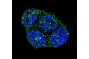 Confocal immunofluorescent analysis of FAS antibody with T47D cells followed by Alexa Fluor 488-conjugated goat anti-rabbit lgG (green). (FAS 抗体  (AA 185-211))