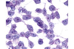 Anti-MCHR2 antibody immunocytochemistry (ICC) staining of untransfected HEK293 human embryonic kidney cells. (MCHR2 抗体  (C-Term))