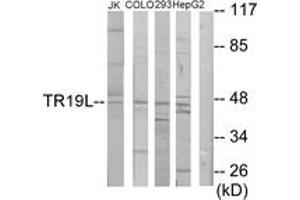 Western blot analysis of extracts from Jurkat/COLO205/293/HepG2 cells, using RELT Antibody. (RELT 抗体  (AA 381-430))