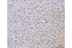 IHC analysis of PLD3 using anti-PLD3 antibody (ABIN7599439).