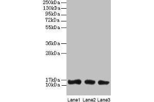 Western blot All lanes: LGALS1 antibody at 2 μg/mL Lane 1: HL60 whole cell lysate Lane 2: NIH/3T3 whole cell lysate Lane 3: HepG2 whole cell lysate Secondary Goat polyclonal to rabbit IgG at 1/10000 dilution Predicted band size: 15 kDa Observed band size: 15 kDa