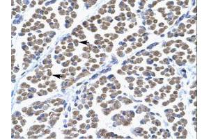 Image no. 1 for anti-T-Box 5 (TBX5) (AA 249-298) antibody (ABIN6735839) (T-Box 5 抗体  (AA 249-298))