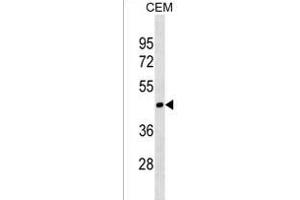 MOCS1 Antibody (N-term) (ABIN1539287 and ABIN2838171) western blot analysis in CEM cell line lysates (35 μg/lane). (MOCS1 抗体  (N-Term))