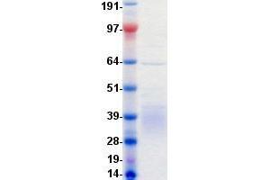 Validation with Western Blot (RYK Protein (DYKDDDDK-His Tag))