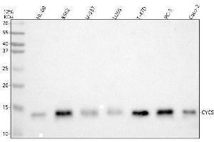 Western blot analysis of Cytochrome C using anti-Cytochrome C antibody (ABIN5518904). (Cytochrome C 抗体  (AA 2-105))
