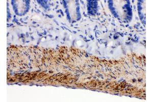 Immunohistochemistry (IHC) image for anti-Monoamine Oxidase B (MAOB) (AA 448-484), (C-Term) antibody (ABIN3043873)