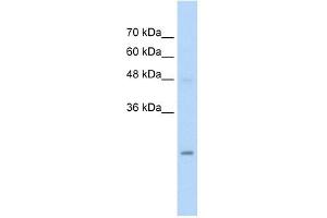HIP2 antibody used at 5 ug/ml to detect target protein. (UBE2K 抗体  (N-Term))