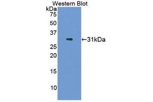 Western Blotting (WB) image for anti-Interleukin 22 (IL22) (AA 34-179) antibody (ABIN1868632) (IL-22 抗体  (AA 34-179))