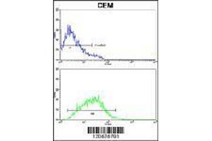 IL8 Antibody flow cytometry analysis of CEM cells (bottom) compared to negative control cells (top). (IL-8 抗体  (C-Term))
