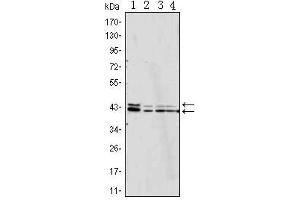 Western Blot showing p44/42 MAPK antibody used against Jurkat (1), Hela (2), A431 (3) and NIH/3T3 (4) cell lysate. (ERK1/2 抗体)