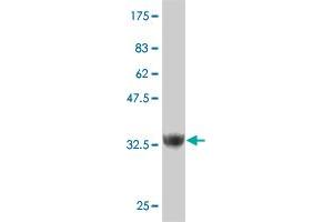 Western Blot detection against Immunogen (37. (ZNF207 抗体  (AA 1-110))