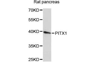 Western blot analysis of extracts of rat pancreas, using PITX1 antibody (ABIN1874142) at 1:3000 dilution. (PITX1 抗体)