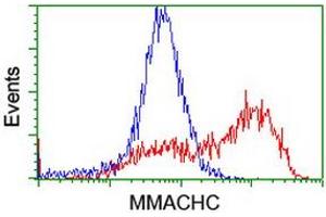 Flow Cytometry (FACS) image for anti-Methylmalonic Aciduria (Cobalamin Deficiency) CblC Type, with Homocystinuria (MMACHC) antibody (ABIN1499511) (MMACHC 抗体)
