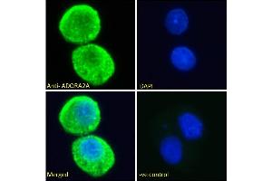 ABIN185549 Immunofluorescence analysis of paraformaldehyde fixed HepG2 cells, permeabilized with 0. (Adenosine A2a Receptor 抗体  (C-Term))