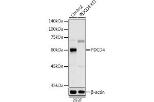 Western blot analysis of extracts from normal (control) and PDCD4 knockout (KO) 293T cells, using PDCD4 antibody (ABIN3023387, ABIN3023388, ABIN3023389 and ABIN1681284) at 1:1000 dilution. (PDCD4 抗体  (AA 1-260))