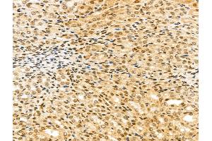 ABIN7094317 and ABIN7098364 at 1/100 staining Rat kidney tissue by IHC-P.