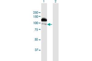 Western Blot analysis of ZFYVE16 expression in transfected 293T cell line by ZFYVE16 MaxPab polyclonal antibody.