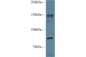 Western Blotting (WB) image for anti-Nitric Oxide Synthase 2, Inducible (NOS2) (AA 43-213) antibody (ABIN7432715)