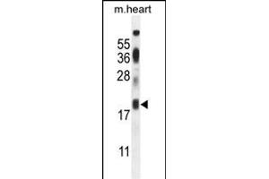 ISCA2 Antibody (Center) (ABIN654448 and ABIN2844182) western blot analysis in mouse heart tissue lysates (35 μg/lane). (ISCA2 抗体  (AA 72-101))