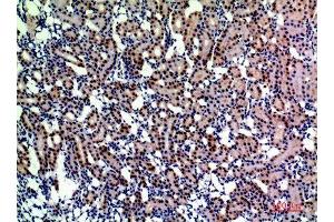 Immunohistochemistry (IHC) analysis of paraffin-embedded Rat Kidney, antibody was diluted at 1:200. (ENPEP 抗体  (Internal Region))