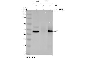 Immunoprecipitating (IP) SNX6 in A549 whole cell lysate. (SNX6 抗体  (AA 1-406))