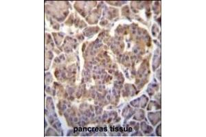 PIK3CB Antibody (N-term ) (ABIN652426 and ABIN2842105) immunohistochemistry analysis in formalin fixed and paraffin embedded human pancreas tissue followed by peroxidase conjugation of the secondary antibody and DAB staining. (PIK3CB 抗体  (N-Term))