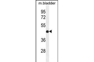 IRF2 Antibody (Center) (ABIN655172 and ABIN2844790) western blot analysis in mouse bladder tissue lysates (35 μg/lane). (IRF2 抗体  (AA 225-255))